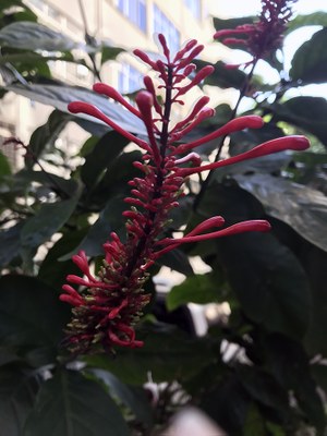 Odontonema tubaeforme - Canto das Flores 5