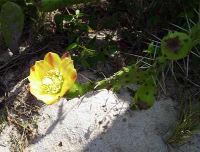 Opuntia monacantha - Canto das Flores 3