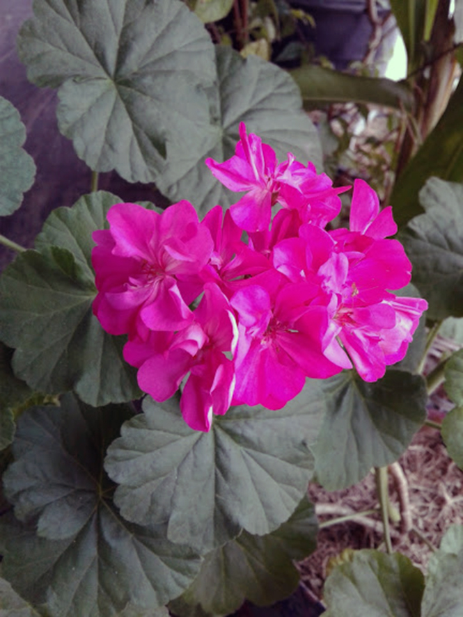 Pelargonium x hortorum - Canto das Flores 2
