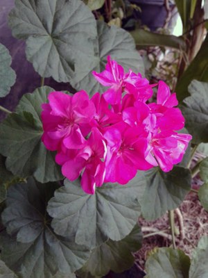 Pelargonium x hortorum - Canto das Flores 2