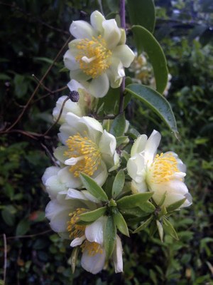 Pereskia aculeata - Organicidade - Canto das Flores 7