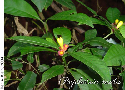 Psychotria nuda