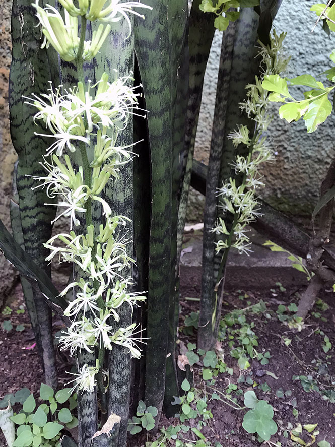 Sansevieria trifasciata - Canto das Flores 4