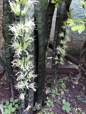 Sansevieria trifasciata - Canto das Flores 4