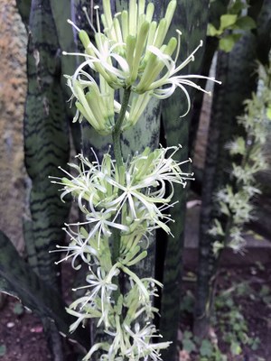Sansevieria trifasciata - Canto das Flores 5