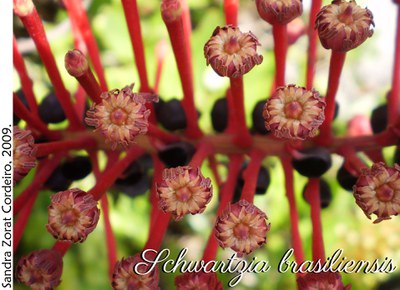 Schwartzia brasiliensis