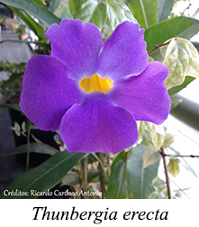 Thunbergia erecta - prancha