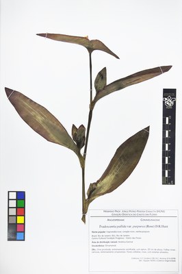 Tradescantia pallida - exsicata