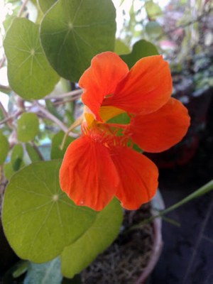 Tropaeolum majus - Canto das Flores 6