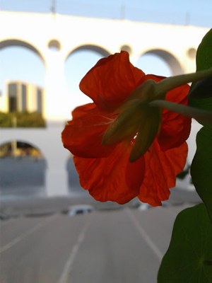 Tropaeolum majus - Canto das Flores 7