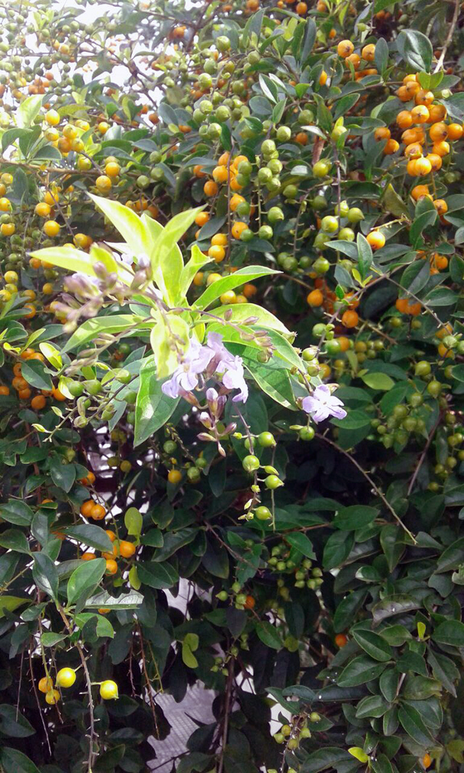 Duranta erecta - Canto das Flores 5