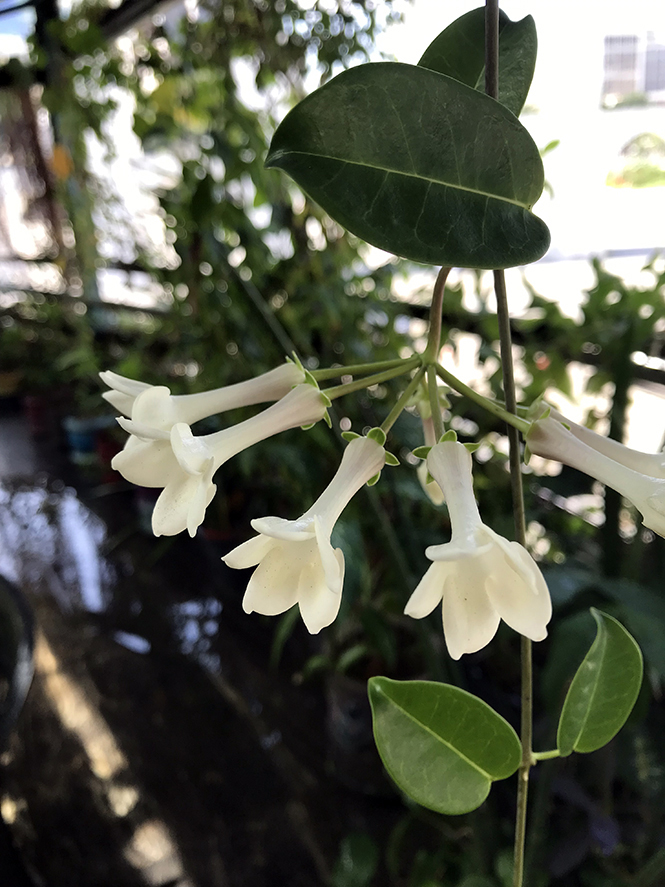 Marsdenia floribunda - Canto das Flores 4