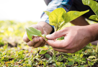 Bioinsumos para a agricultura orgânica de Maricá