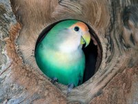 Artigo científico de pesquisador da UNIRIO demonstra, pela primeira vez, a capacidade de papagaios se reconhecerem frente a espelho