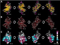 Grupo de Bioinformática publica estudo por simulação computacional do efeito de mutações relacionadas a doença degenerativa