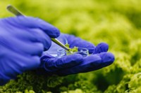 Projeto ‘Bioprospecção de Bactérias Promotoras de Crescimento em Plantas' recebe apoio da Finep