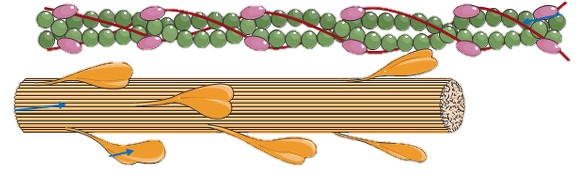 Ptns 7