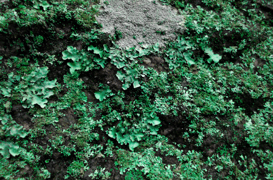 Foto: Gustavo Bocayuva Foto: Gustavo Bocayuva