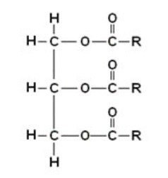 Lipidios 1