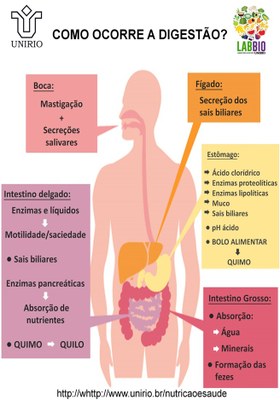 Lipideos 12