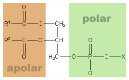 Lipideos 3