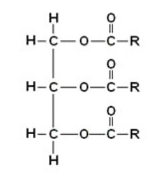 Lipidios 1