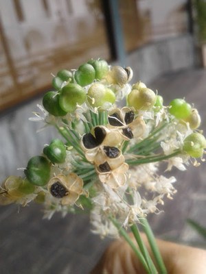 Allium tuberosum - Canto das Flores 2