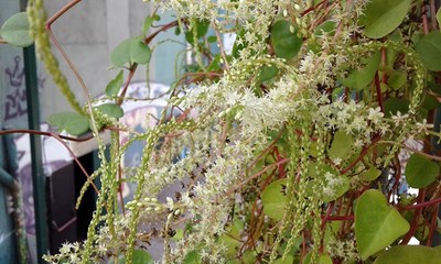 Anredera cordifolia - Canto das Flores 2