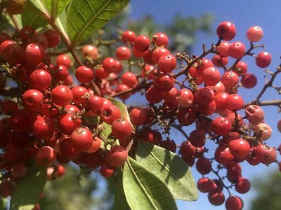 Aroeira - Schinus terebinthifolia - Canto das Flores 9