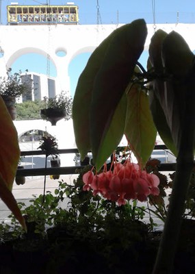 Begonia coccinea - Canto das Flores 7