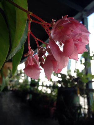Begonia coccinea - Canto das Flores 8