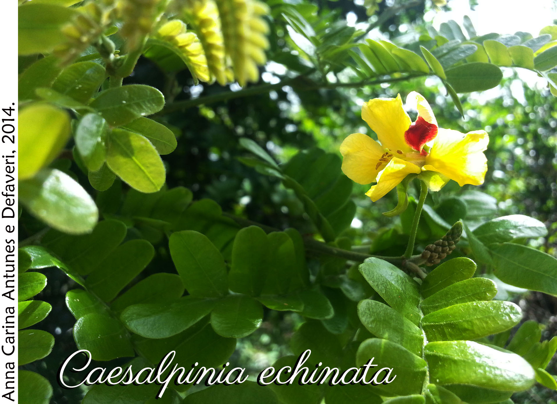 Caesalpinia echinata