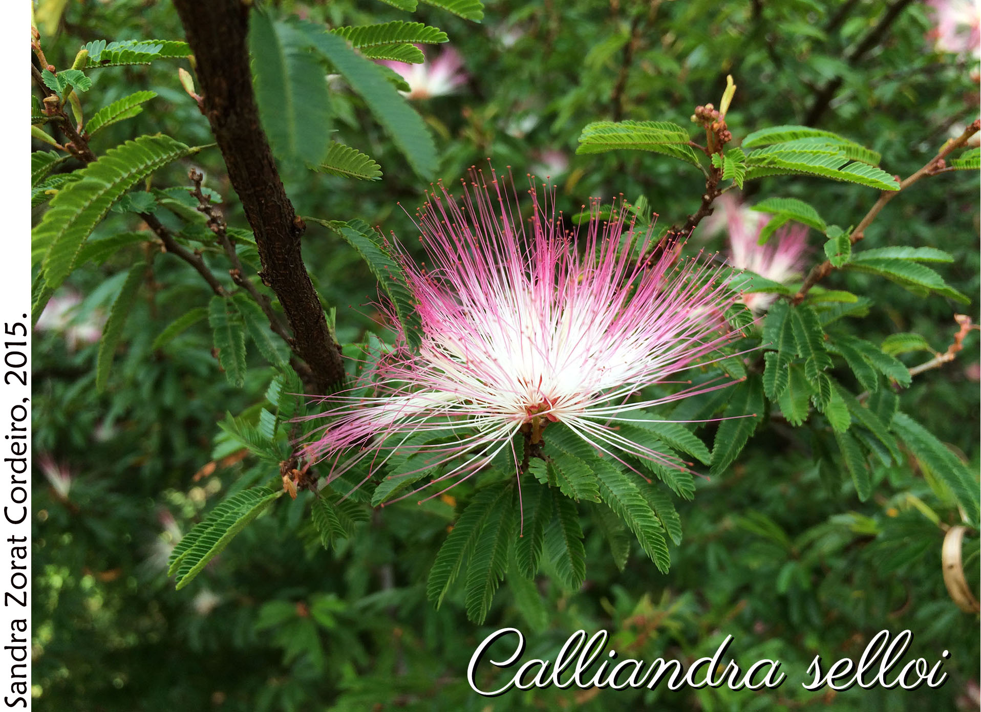 Calliandra selloi
