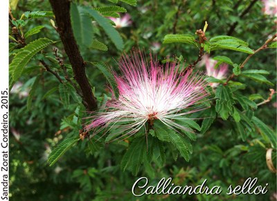 Calliandra selloi