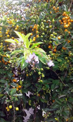 Duranta erecta - Canto das Flores 5