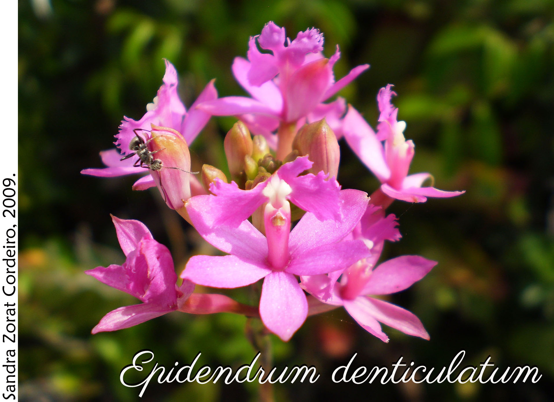 Epidendrum denticulatum 1