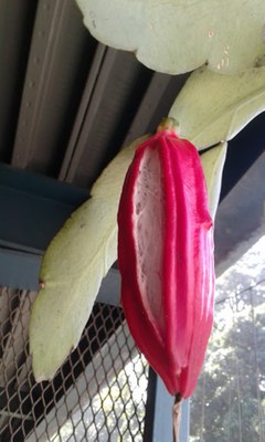 Epiphyllum oxypetallum - Canto das Flores 7