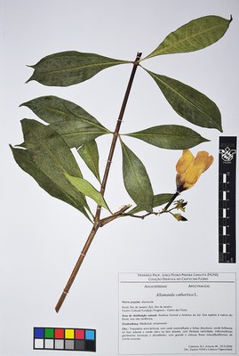 Exsciata - Allamanda cathartica