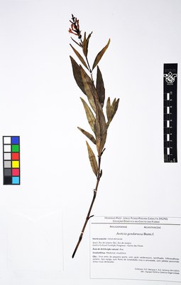 Exsicata - Justicia gendarussa