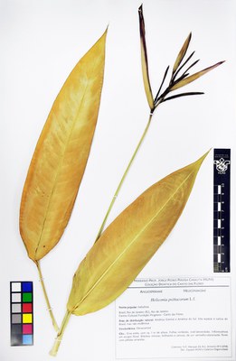 Heliconia psittacorum - exsicata