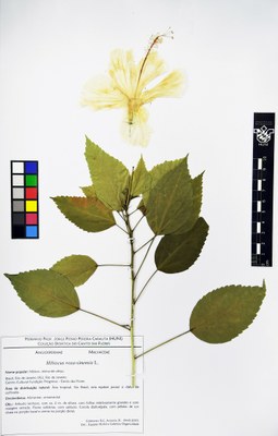 Hibiscus rosa-sinensis - Exsicata