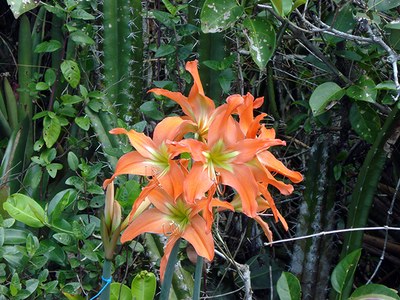 Hippeastrum striatum - Canto das Flores 1
