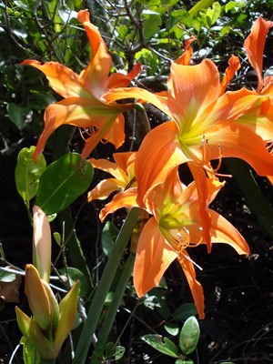 Hippeastrum striatum - Canto das Flores 3