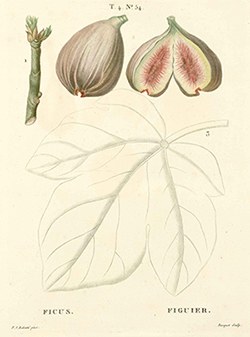 Imagem Ficus carica L. 
