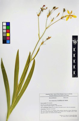 Iris domestica - Exsicata