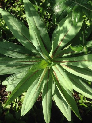 Lactuca indica - Organicidade - Canto das Flores 2
