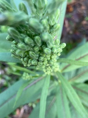 Lactuca indica - Organicidade - Canto das Flores 3