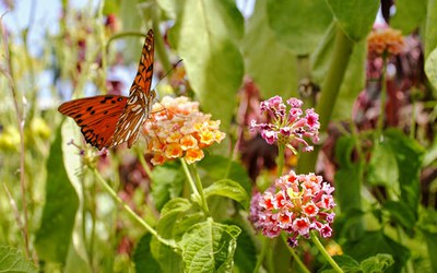 Lantana camara - Canto das Flores 1