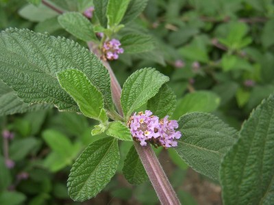 Lippia alba - Dianakc - Canto das Flores 7