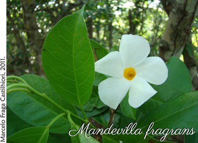 Mandevilla fragrans